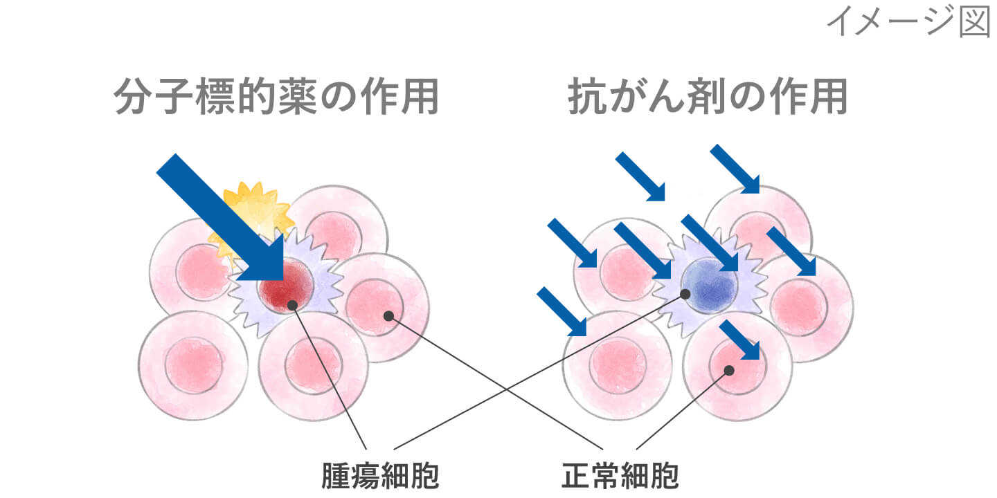 分子標的薬の作用、抗がん剤の作用　イメージ図