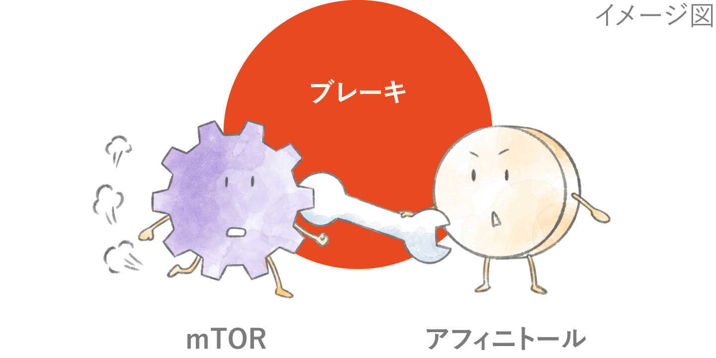 アフィニトールのはたらき　イメージ図