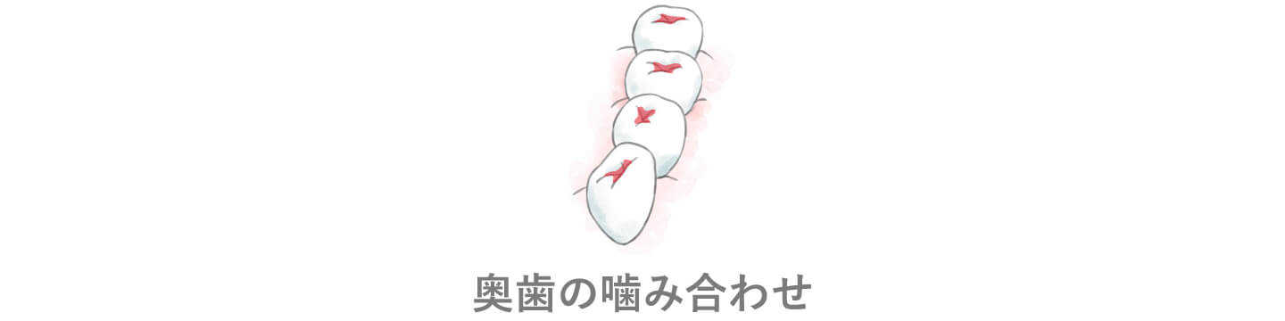 奥歯の噛み合わせ 奥歯の噛み合わせ