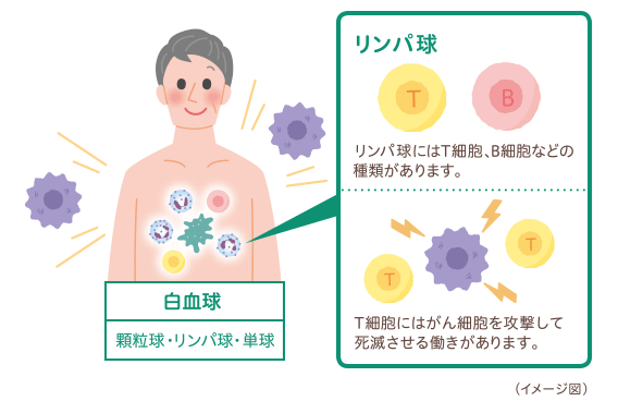 リンパ球の一種であるT細胞のがんを攻撃して死滅させる働き リンパ球の一種であるT細胞のがんを攻撃して死滅させる働き