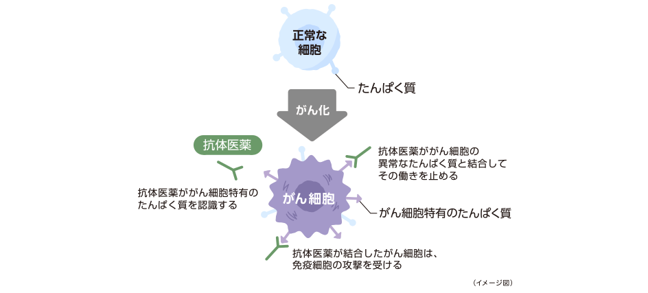 がん細胞特有のたんぱく質を認識する抗体医薬