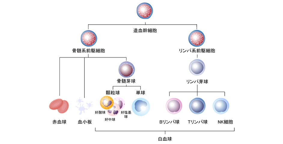 造血幹細胞の増殖と分化により作られる血液細胞