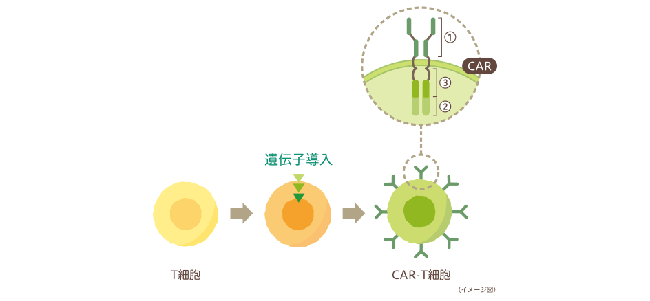 CARの遺伝子を導入して作られるCAR-T細胞