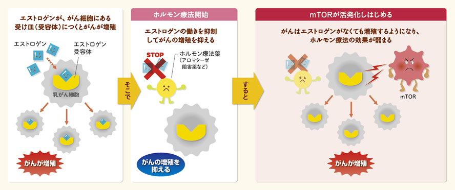 mTOR（エムトール）の活発化
