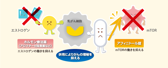 アフィニトール錠＋アロマターゼ阻害薬の作用