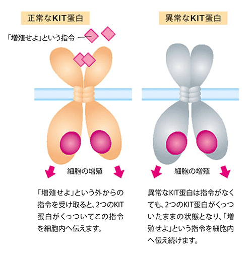 正常なKIT蛋白と異常なKIT蛋白 細胞の増殖のしくみ