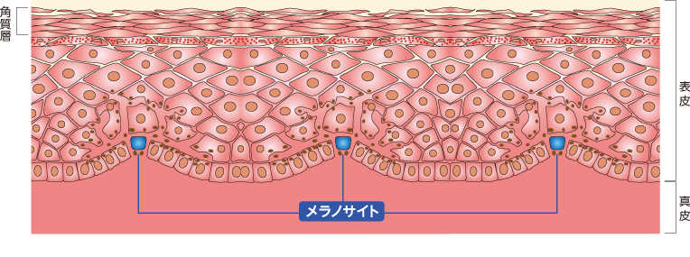 皮膚の断面図(イメージ)