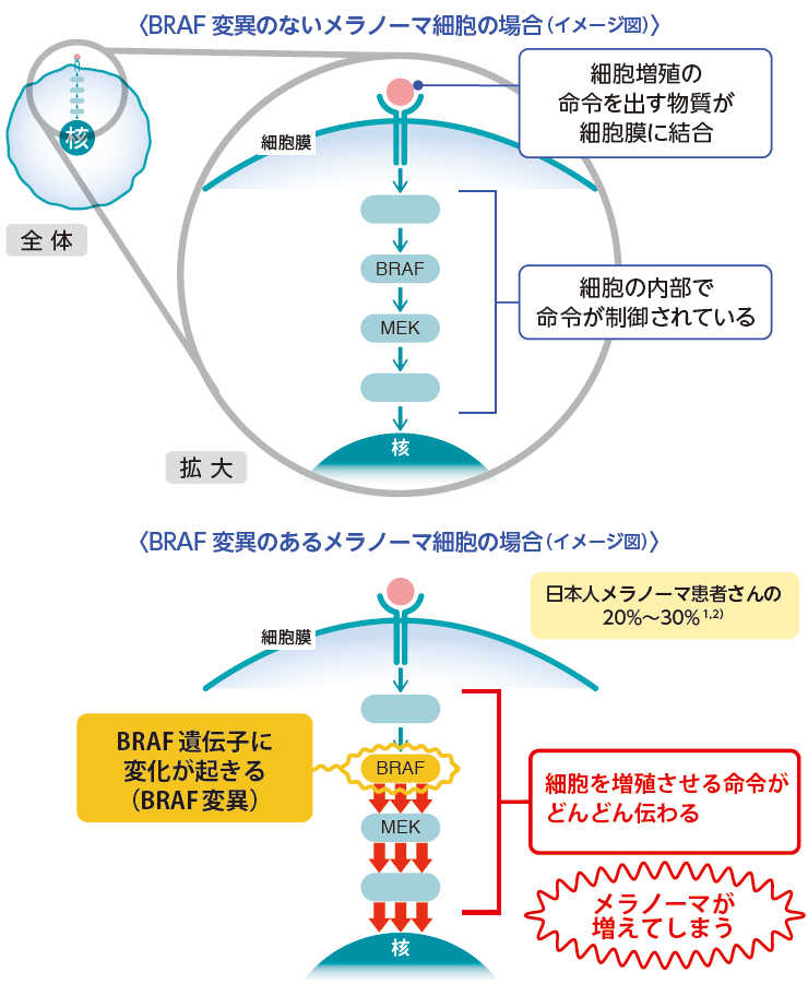 メラノーマの細胞内で起こるBRAF 変異イメージ