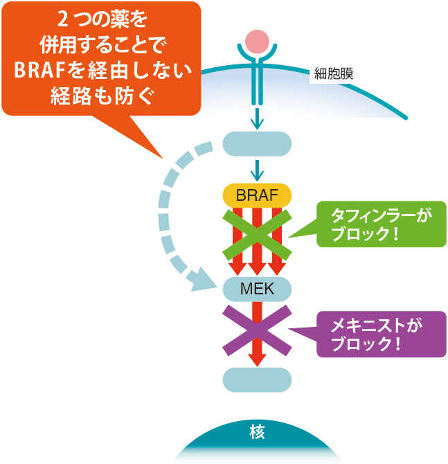 メラノーマの細胞内でタフィンラーとメキニストが作用する場所イメージ