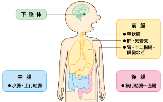 図　NENの主な発生部位