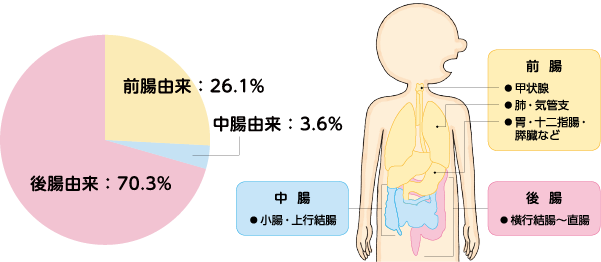 図2 日本でのNENの発生部位の内訳