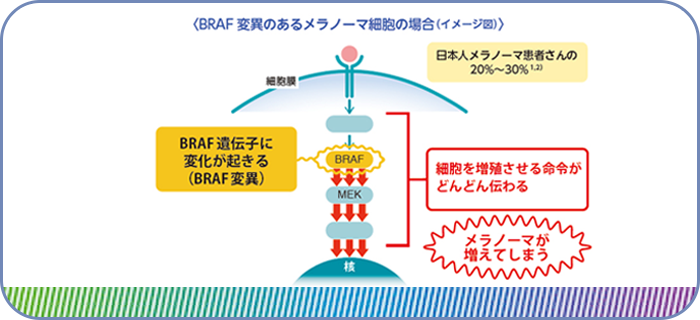 BRAF 変異のあるメラノーマ細胞の場合（イメージ図）